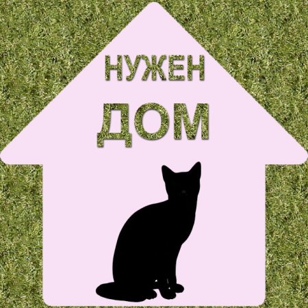 Нужен дом передержка