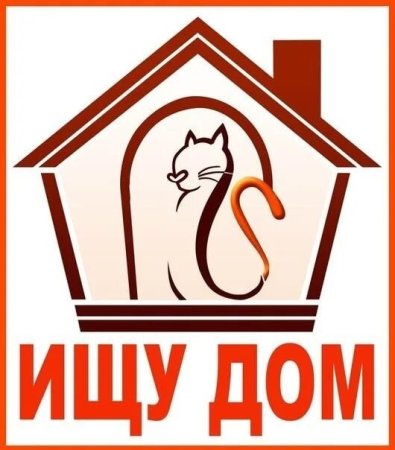 Коты ищут дом