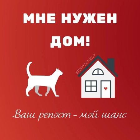 Кот ищет дом