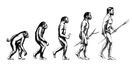 Human Evolution Эволюция человека