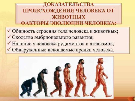 Доказательства происхождения человека
