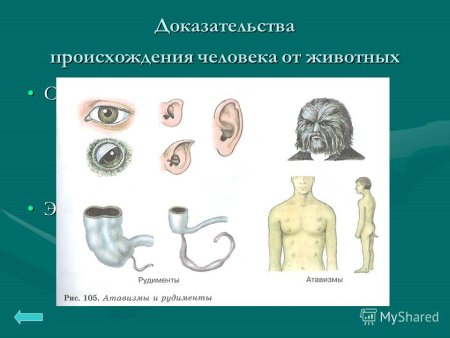 Доказательства происхождения человека