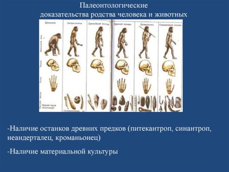 Палеонтологические доказательства человека и животных