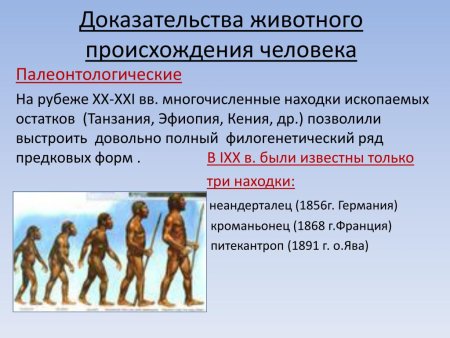Палеонтологические доказательства происхождения человека