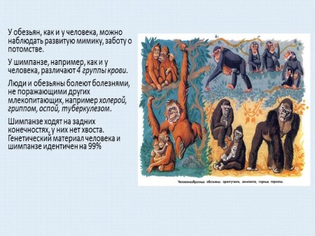 Эволюция обезьяны в человека