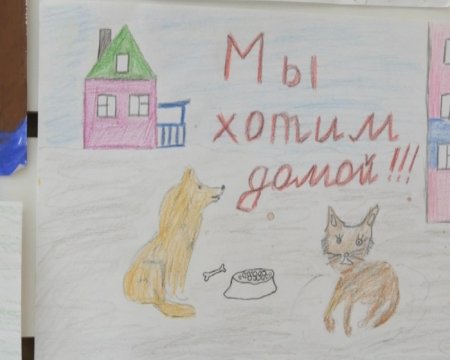 Рисунки на тему бережное отношение к животным