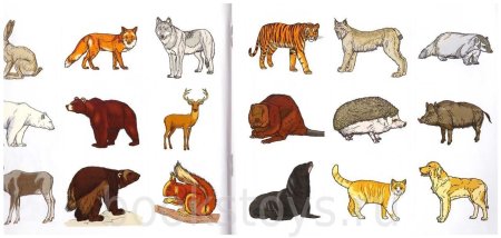 Изображение диких животных для детей