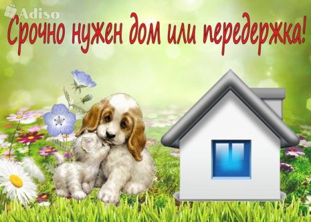 Собаке нужен дом