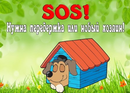 Щеночкам нужен дом