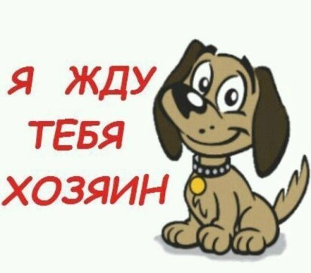 Ищу хозяина для собаки