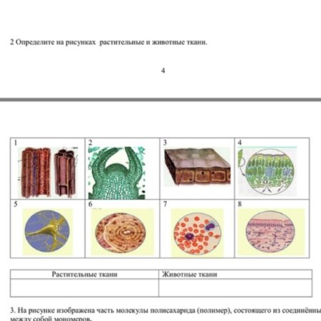 Растительные и животные ткани 5 класс биология