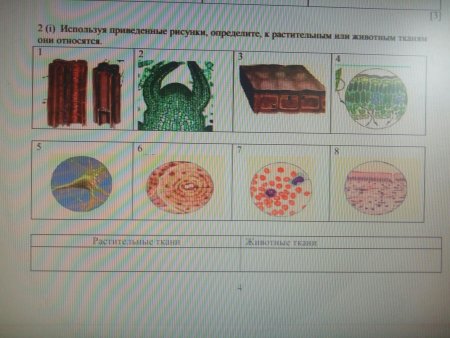 Ткани растений и животных рисунок