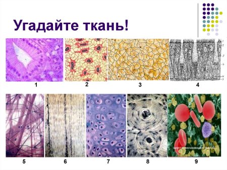 На рисунке показаны клетки ткани