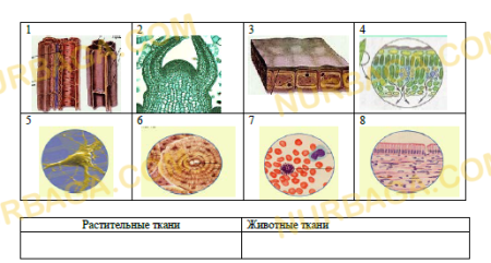 Биология 5 класс ткани животных и ткани растений