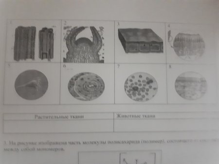 Соединительная ткань растений рисунок