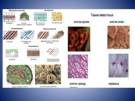 Карточки по теме ткани растений 5 класс биология