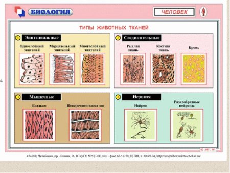 Биология 5 класс ткани животных и ткани растений