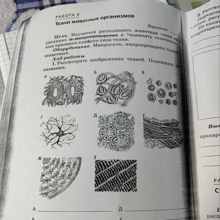 Растительные ткани 5 класс биология