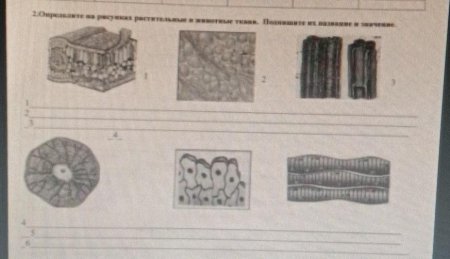 Ткани животных