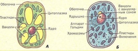 Строение растительной и животной клетки рисунок
