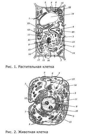 Строение растительной и животной клетки рисунок