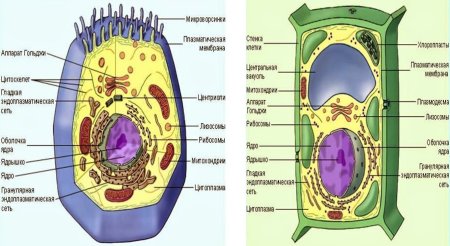 Строение эукариотической растительной клетки