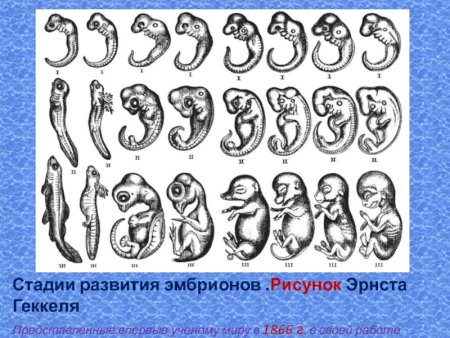 Эволюция эмбриона Геккель