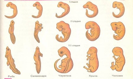 Ранних стадий развития зародыша