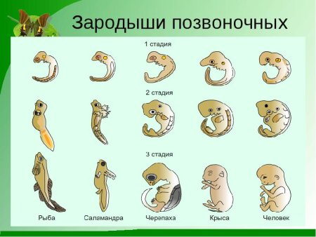 Развитие эмбриона позвоночных стадии