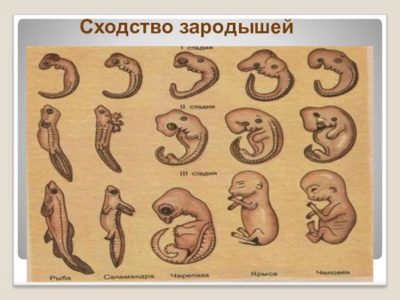 Сходство зародышевого развития позвоночных животных