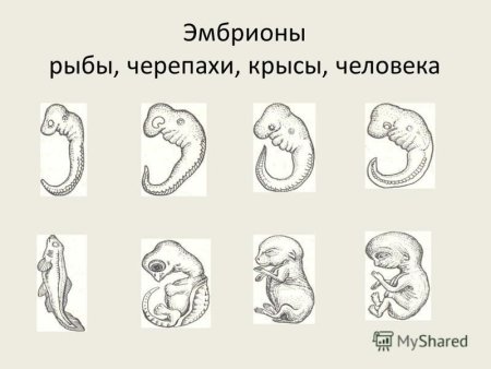 Эмбриональное развитие черепахи