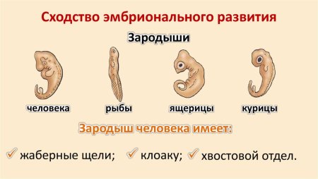 Сходство зародышей хордовых рисунок