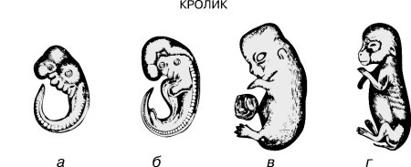 Стадии развития эмбриона кролика
