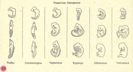 Стадии развития эмбрионального развития зародыша млекопитающих