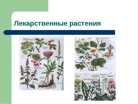 Рисунки на тему Флоры и фауны