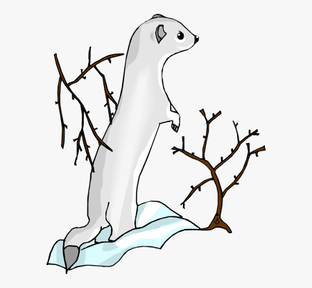 Ласка на белом фоне
