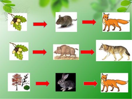 Невидимые нити живой и неживой природы