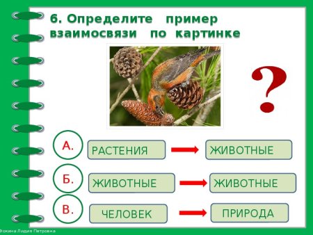 Связь между растениями и животными 2 класс