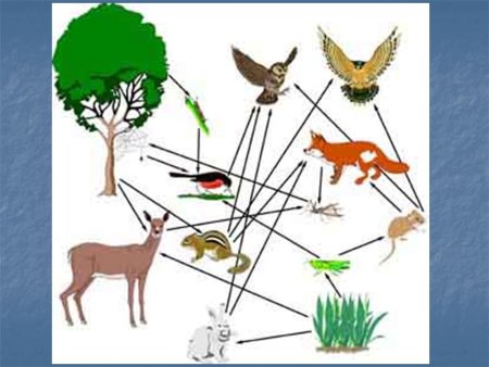 Пищевые связи в природе