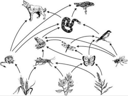 Пищевая сеть Луговой экосистемы