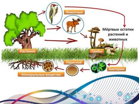 Круговорот веществ в биосфере