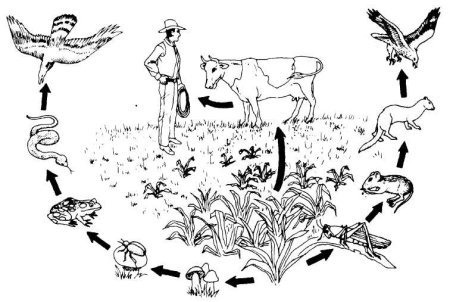 Схема пищевой цепи