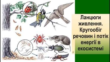 Цепи питания выедания и разложения