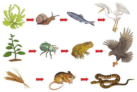 Цепочка питания биология 5