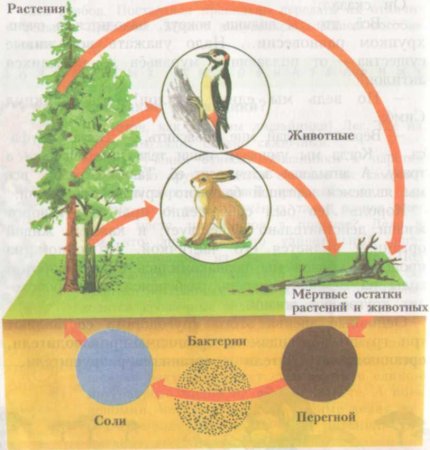 Круговорот веществ в природе 3 класс окружающий мир