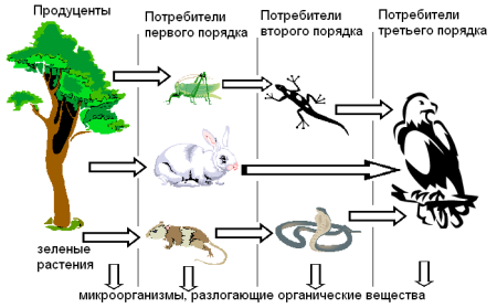 Трофические уровни экосистемы схема