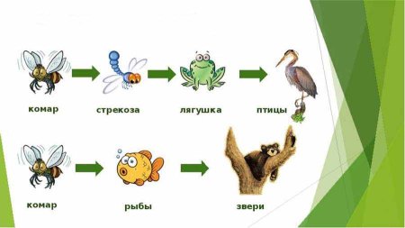 Цепь питания животных 3 класс окружающий мир