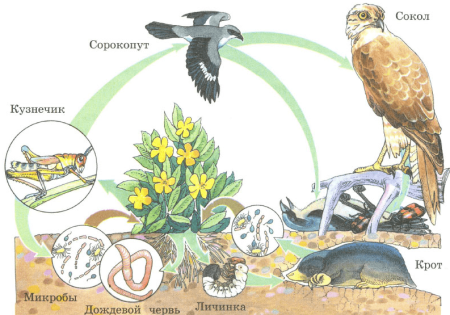 Схема круговорота веществ на лугу