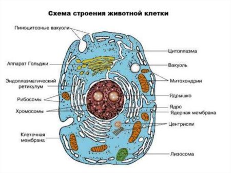 Клетка биология строение схема животная