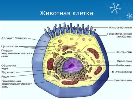 Строение животной клетки рисунок с подписями биология